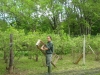 Don working on the blueberry netting