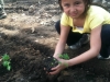 Mei planting kale