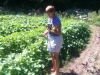 Picking cucumbers