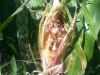 Raccoon damage to corn