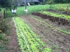 radishes and turnips