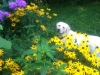 Sadie smelling the flowers