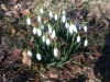 snowdrops