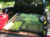 Transporting seedlings