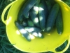 Cucumbers