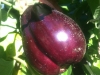 Black Beauty Eggplant