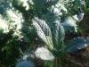 Lacinato Kale (aka Dinosaur or Tuscan Kale)