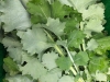 Camden Kale (Siberian type)