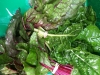 Swiss Chard