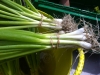 Scallions