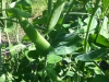 Snap peas