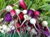 Radishes, St. Valentine Mix