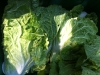 Napa Cabbage, Bilko