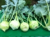 Kohlrabi, white