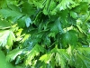 Parsley