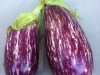 Listada eggplant