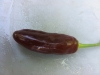 Chocolate pepper