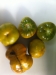 Evergreen Tomatoes