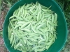 Snap Peas