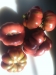 Purple Calabash Tomato