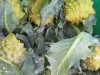 Romanesco Broccoli - nature's fractal art