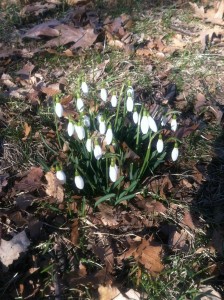 Snowdrops