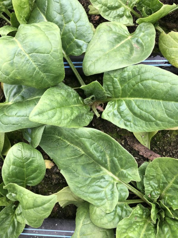 Spinach (6 oz bag)