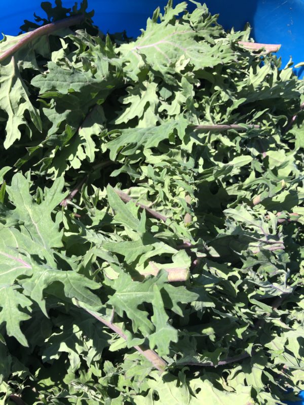 Red Russian Kale (6 oz bag)