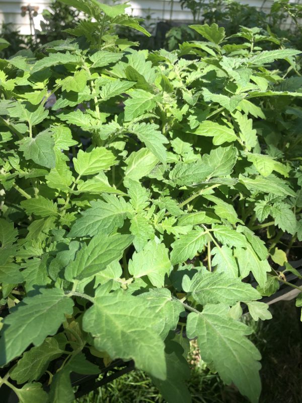 Organic Cherry and Grape Tomato Seedlings 3 or 4 inch pot