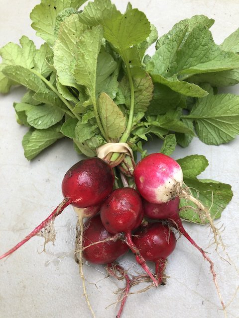 Organic Radishes (1 bunch) | Long Life Farm