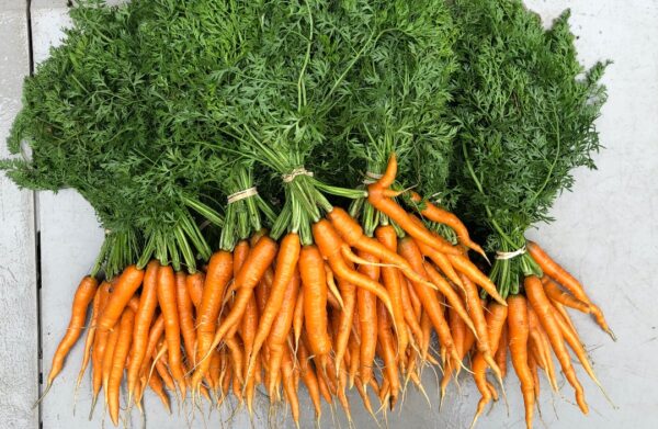 Organic Carrots w/greens - 1 bunch