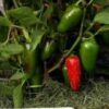 Organic Hot Red Peppers (1 lb) - Image 2